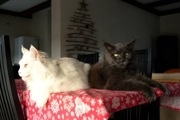 Two Maine Coon cats are lying on a table covered with a red tablecloth. Fluffy and charming White and Blue Maine Coons.