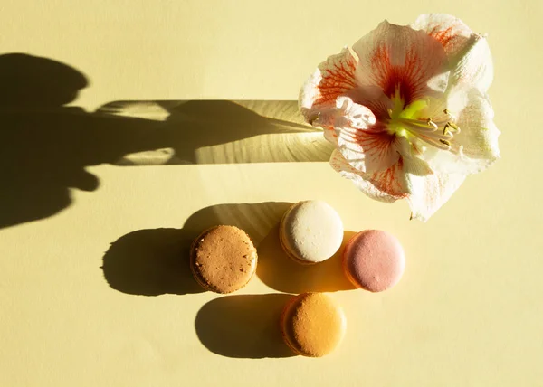 Zeitgenössische Komposition Pastell Macarons und Blume Amaryllis auf hellgelbem Untergrund mit dunklem Schatten. — Stockfoto