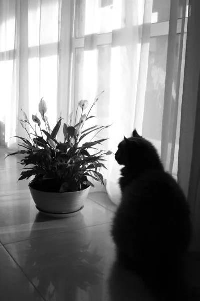Černobílá fotografie. Maine Mýval kočka se dívá na pokojovou rostlinu v keramickém hrnci. Kočka sedí na pozadí okna se závěsy. — Stock fotografie