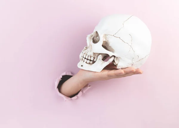 Den kvinnliga handen håller en skalle på en handflata in genom ett hål på rosa. Minimalistiskt kreativt koncept. Halloween-konceptet. — Stockfoto