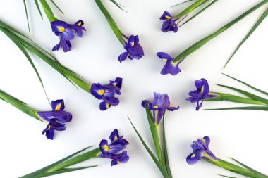 Beyaz arka planda mor iris çiçekli desen. Düz yatıyordu,