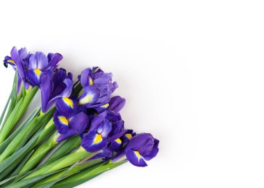 Beyaz arka planda izole edilmiş güzel zambaklar, tatil kartpostalları. .