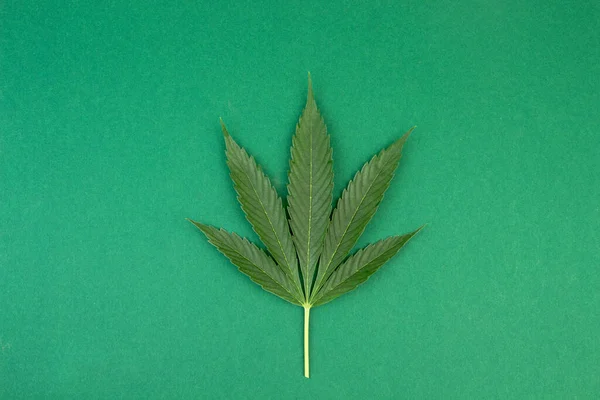 Foglie Cannabis Verde Sfondo Verde Coltivare Marijuana Medica Posa Piatta — Foto Stock