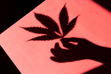 İnsan eli bir marihuana yaprağını tutarken renkli bir arka plana gölge düşürür. Esrar yaprağı.