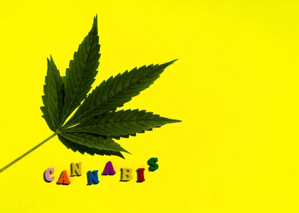 Wielokolorowe Śmieszne Słowo Cannabis Liściem Marihuany Żółtym Tle Minimalny Skład — Zdjęcie stockowe
