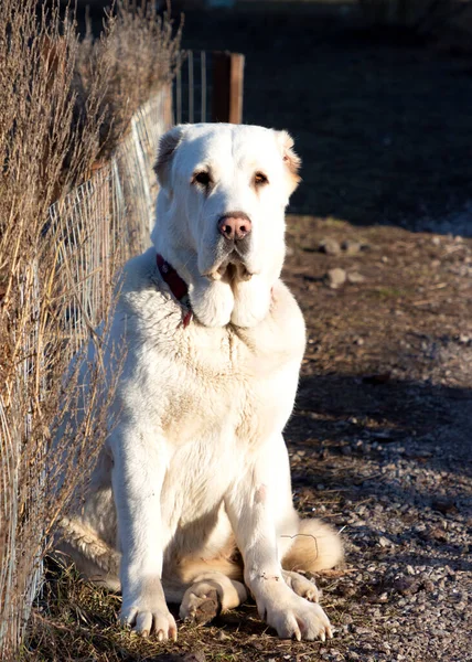 Central asian shepherd dog. White Alabai sits near a fence in the yard. Protects the territory. Looking at the camera