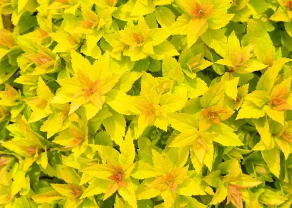 Fundo amarelo de Spiraea Japonica close-up vista superior — Fotografia de Stock