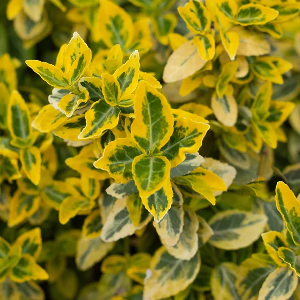 Fundo amarelo de Spiraea Japonica close-up vista superior — Fotografia de Stock