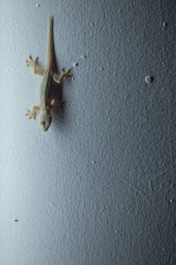 Gekkos at night near light source