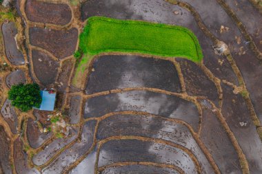 Aerial view of beautiful and freshly planted rice terraces in rainy season. 