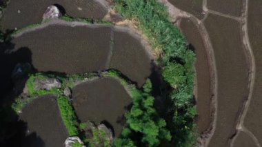 Aerial view of beautiful and freshly planted rice terraces in rainy season.