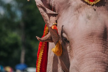 Details of elephant on chains. Elephant exploited for work and tourism in Thailand. 