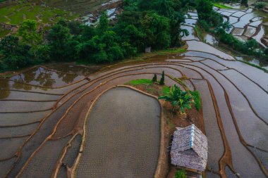 Aerial view of beautiful and freshly planted rice terraces in rainy season. 