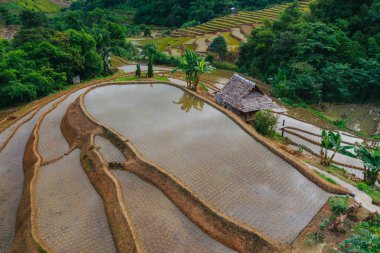 Aerial view of beautiful and freshly planted rice terraces in rainy season. 