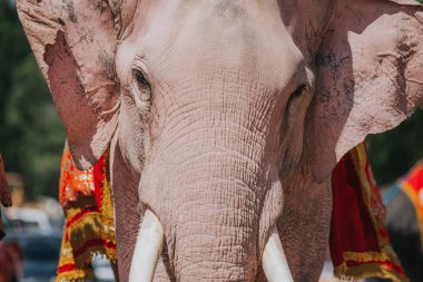 Details of elephant on chains. Elephant exploited for work and tourism in Thailand. 