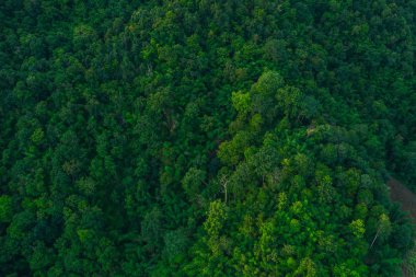 top view of green trees 