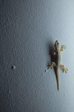 Gekkos at night near light source