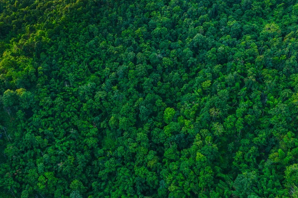 top view of green trees 