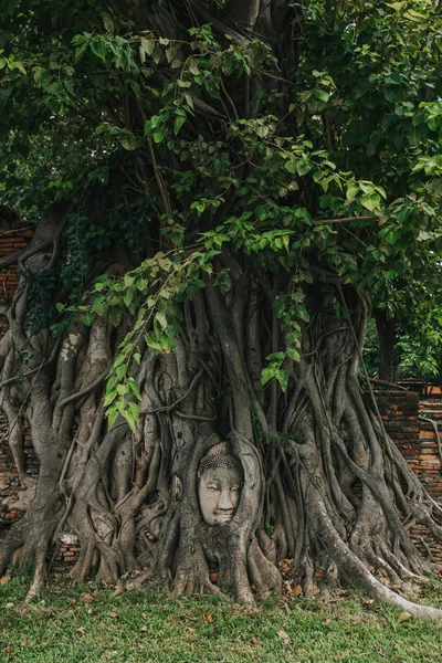 Amazing Details Wat Maha Temple Ruins Buddha Statues — Stok fotoğraf