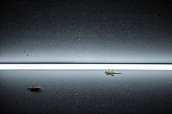 Gekkos bei Nacht in der Nähe der Lichtquelle — Stockfoto