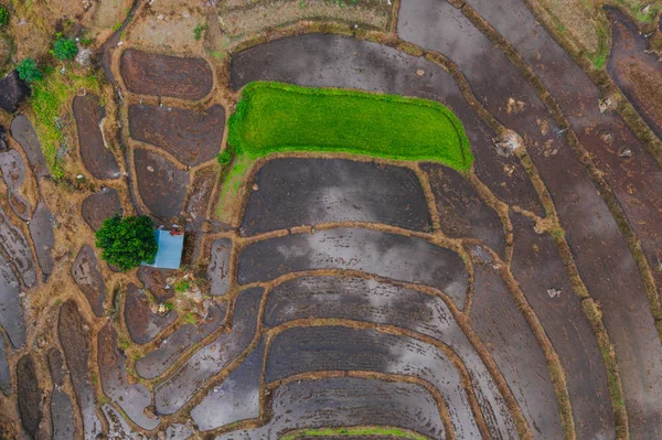 Aerial View Beautiful Freshly Planted Rice Terraces Rainy Season — 图库照片