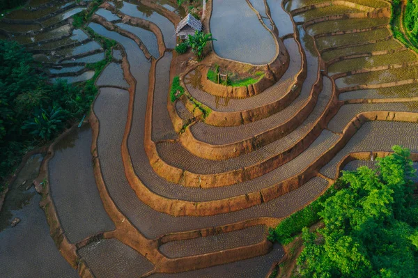 Vista Aérea Terraços Arroz Bonitos Recém Plantados Estação Chuvosa — Fotografia de Stock