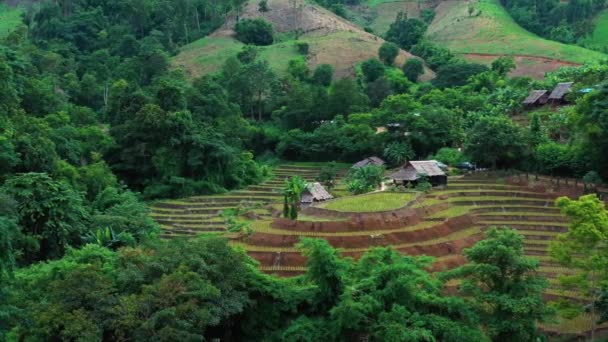 Aerial View Beautiful Freshly Planted Rice Terraces Rainy Season — 비디오