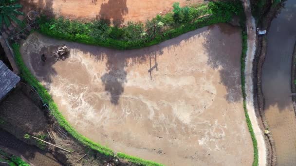 Azjata Pracujący Ciągnikiem Polach Ryżowych Zdjęcie Zrobione Góry Dronem — Wideo stockowe