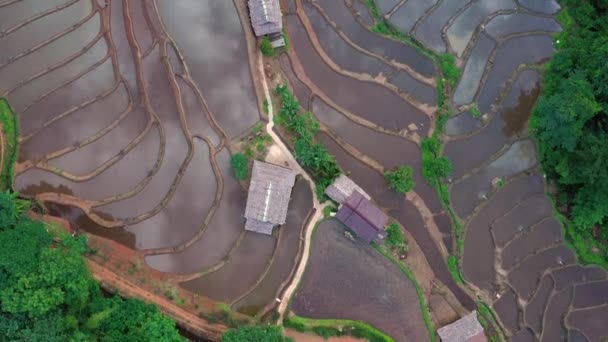 Aerial View Beautiful Freshly Planted Rice Terraces Rainy Season — 图库视频影像
