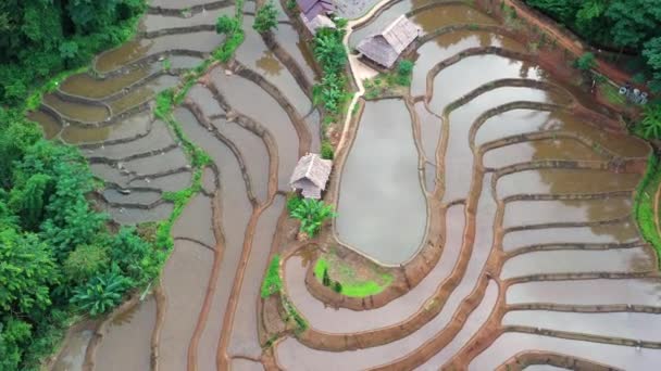 Luftaufnahme Schöner Und Frisch Gepflanzter Reisterrassen Der Regenzeit — Stockvideo