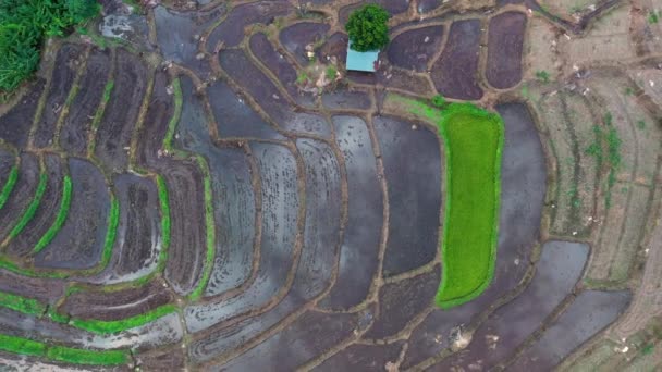 Aerial View Beautiful Freshly Planted Rice Terraces Rainy Season — Stock Video