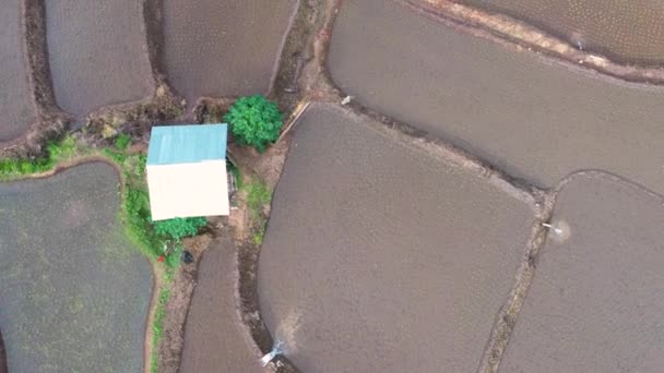 Aerial View Beautiful Freshly Planted Rice Terraces Rainy Season — 비디오