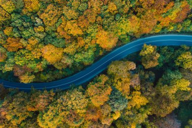 Drone view of a forest and a serpentine road
