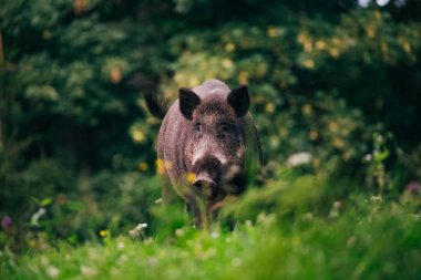 Portrait of a wild boar on a meadow with flowers.