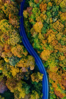 Drone view of a forest and a serpentine road