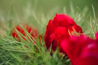 Beautiful landscape with steppe peonies. Unique place in Europe.