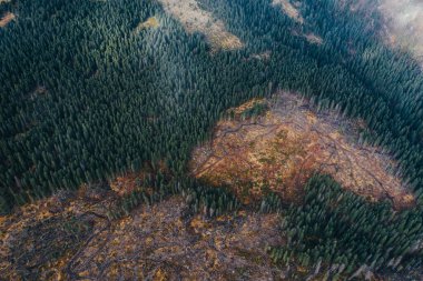 Representative image for Romania because of illegal logging. Romania has the most pristine forests from Europe that are in danger.