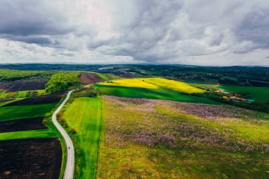 Drone view of wisteria fields