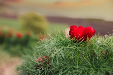 Beautiful landscape with steppe peonies. Unique place in Europe.