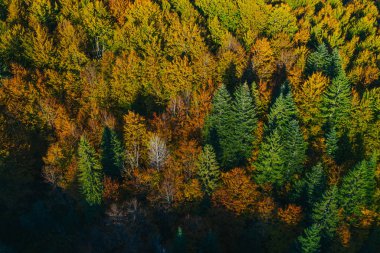 Aerial view of autumn tree tops.