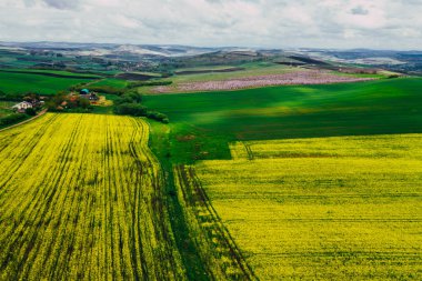 Drone view of rape fields