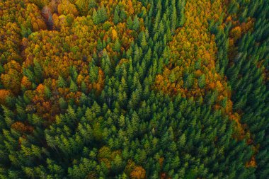 Aerial view of autumn tree tops.