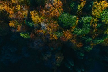 Aerial view of autumn tree tops.