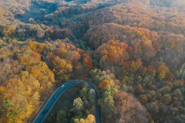Drone view of a forest and a serpentine road in autumn with colo