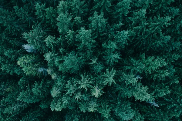 Bosque desde arriba —  Fotos de Stock