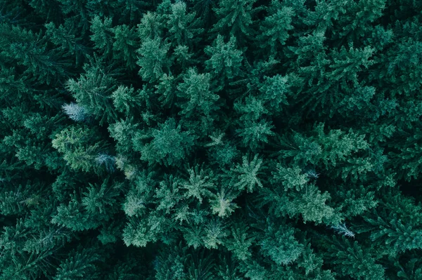 Bosque desde arriba —  Fotos de Stock