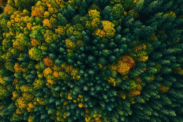 Aerial view of autumn tree tops. — ストック写真