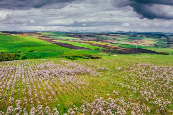 Widok drona pól wisteria — Zdjęcie stockowe