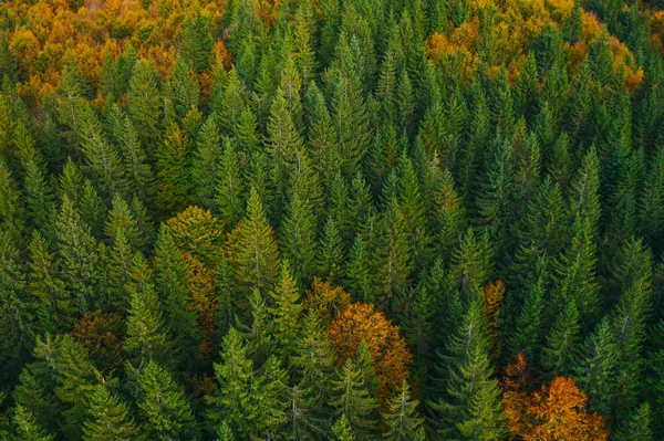 Aerial view of autumn tree tops. — ストック写真