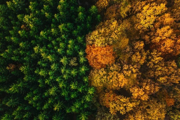 Színes őszi fák egy drónról nézve. — Stock Fotó